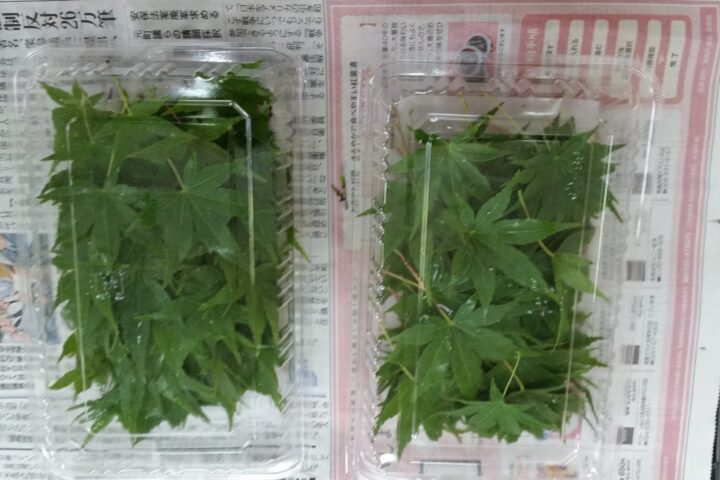 軽作業班